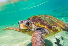 Libye : Déplacement des Nids de Tortues Marines pour les Protéger de l'Extinction