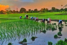 Le changement climatique pourrait rendre le riz plus toxique : une alerte sanitaire mondiale