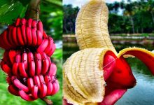 Des experts en nutrition révèlent les bienfaits de la banane rouge