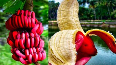 Des experts en nutrition révèlent les bienfaits de la banane rouge