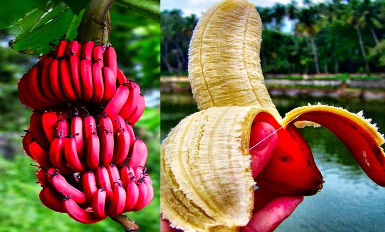 Des experts en nutrition révèlent les bienfaits de la banane rouge