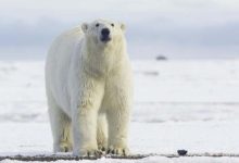 La fin d’une ère : euthanasie de Victoria, la plus grande femelle ours polaire du Royaume-Uni 