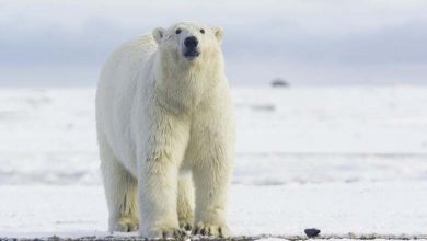 La fin d’une ère : euthanasie de Victoria, la plus grande femelle ours polaire du Royaume-Uni 