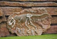 Les fossiles de dinosaures : un espoir insoupçonné dans la lutte contre le cancer ?