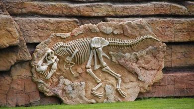 Les fossiles de dinosaures : un espoir insoupçonné dans la lutte contre le cancer ?