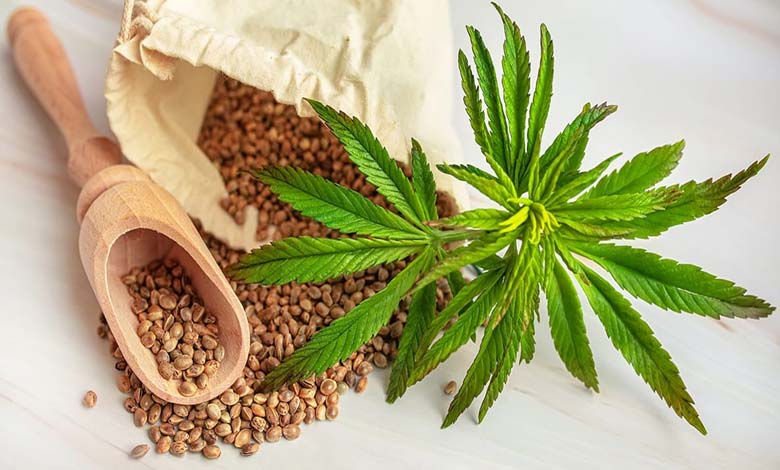 La marijuana menace le cœur : un danger silencieux qui s’intensifie avec la consommation