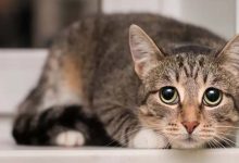 La peur excessive chez votre chat peut révéler une maladie cachée