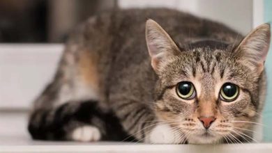 La peur excessive chez votre chat peut révéler une maladie cachée