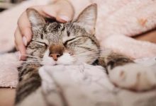 Une étude japonaise s'approche du mystère du ronronnement des chats