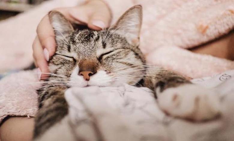 Une étude japonaise s'approche du mystère du ronronnement des chats