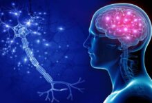 La prévention des maladies neurodégénératives