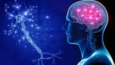 La prévention des maladies neurodégénératives