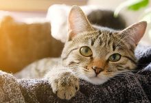 Les chats peuvent développer la maladie d’Alzheimer tout comme les humains