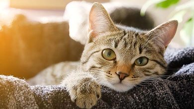 Les chats peuvent développer la maladie d’Alzheimer tout comme les humains