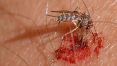 Un essor sans précédent des maladies transmises par les moustiques en Europe