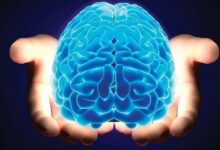 Étude récente : le cerveau humain se nettoie durant le sommeil