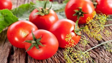 La tomate pourrait réduire le risque de cancer du foie : ce que révèle la recherche scientifique