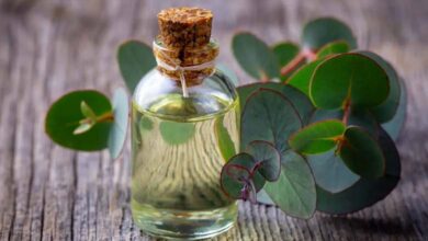 L’huile de camphre : un remède naturel contre les maladies respiratoires et les douleurs articulaires ?