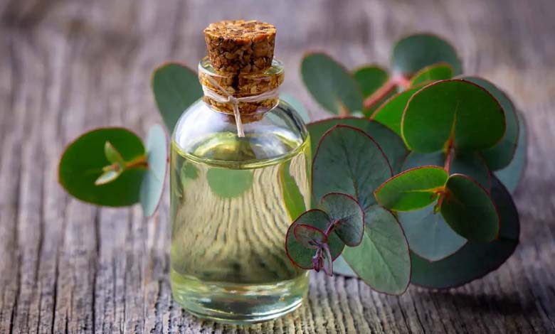 L’huile de camphre : un remède naturel contre les maladies respiratoires et les douleurs articulaires ?