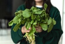 Le cresson : le légume qui domine le palmarès de la santé