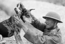 La bataille du chien errant : la Grèce et la Bulgarie, protagonistes de l’une des guerres les plus étranges de l’histoire