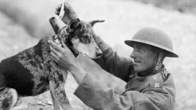 La bataille du chien errant : la Grèce et la Bulgarie, protagonistes de l’une des guerres les plus étranges de l’histoire