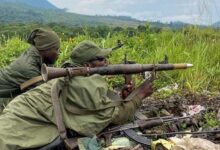 Récolte noire dans l’est du Congo… Les civils paient le prix du conflit