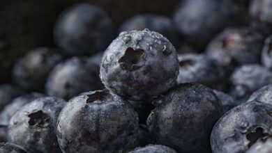 Consommer des myrtilles quotidiennement améliore la santé du cœur et du cerveau