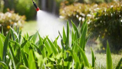 Le mélatonine peut-il atténuer les effets des pesticides dans l’alimentation ?