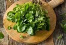 Pourquoi le cresson est-il considéré comme le légume le plus sain au monde ?