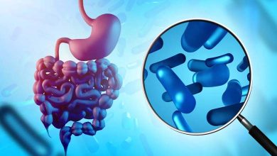 Comment les bactéries intestinales influencent-elles les envies de sucre et de graisses ? Analyse des mécanismes du microbiote et de ses interactions avec le cerveau