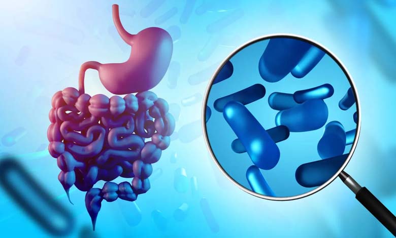 Comment les bactéries intestinales influencent-elles les envies de sucre et de graisses ? Analyse des mécanismes du microbiote et de ses interactions avec le cerveau