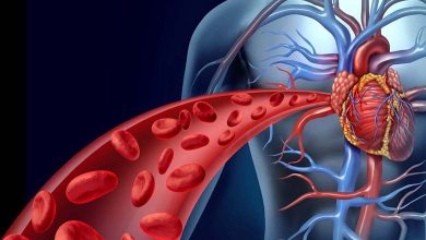 Comment l’origan contribue-t-il à la santé cardiovasculaire ? Analyse des mécanismes biologiques et des effets potentiels
