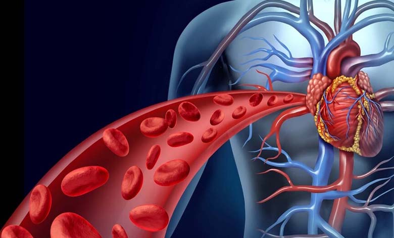 Comment l’origan contribue-t-il à la santé cardiovasculaire ? Analyse des mécanismes biologiques et des effets potentiels