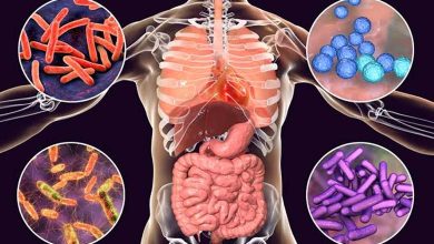 Le microbiote intestinal influence-t-il nos envies alimentaires ? Analyse des interactions entre bactéries intestinales et comportements alimentaires