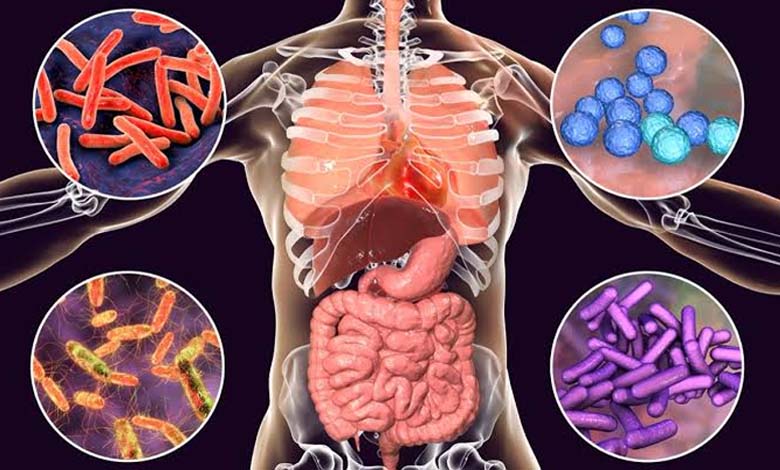 Le microbiote intestinal influence-t-il nos envies alimentaires ? Analyse des interactions entre bactéries intestinales et comportements alimentaires