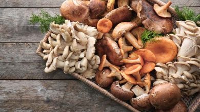 Les champignons sont-ils la meilleure source de protéines végétales ? Analyse nutritionnelle et éclairage d’une spécialiste