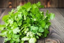 Les herbes du quotidien, dont la coriandre, comme alliées potentielles contre le cancer et les maladies cardiovasculaires