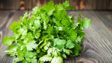Les herbes du quotidien, dont la coriandre, comme alliées potentielles contre le cancer et les maladies cardiovasculaires