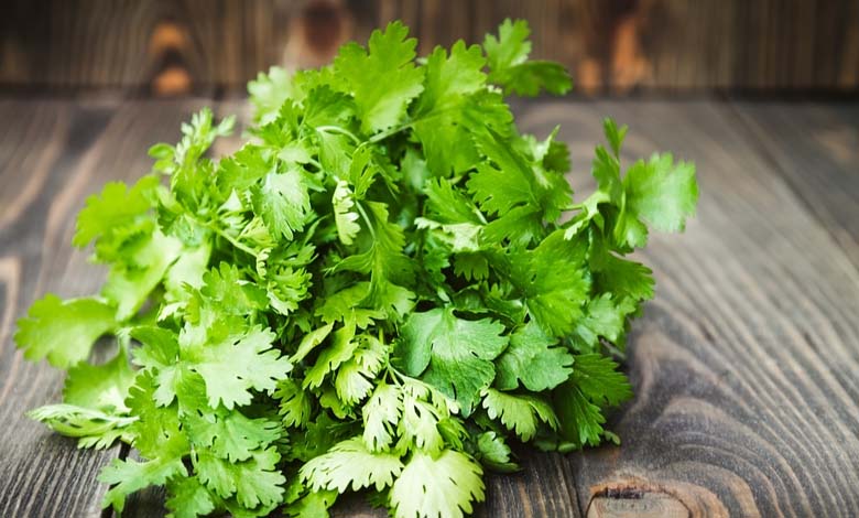 Les herbes du quotidien, dont la coriandre, comme alliées potentielles contre le cancer et les maladies cardiovasculaires