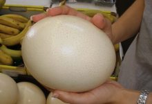 L’œuf d’autruche : richesse nutritionnelle et risques potentiels