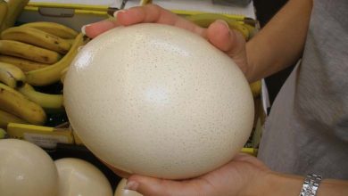 L’œuf d’autruche : richesse nutritionnelle et risques potentiels