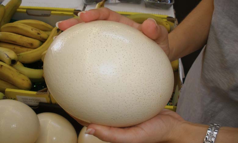 L’œuf d’autruche : richesse nutritionnelle et risques potentiels