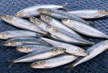 Pourquoi la sardine domine-t-elle les réseaux sociaux ? Entre tendances numériques, nutrition et culture alimentaire
