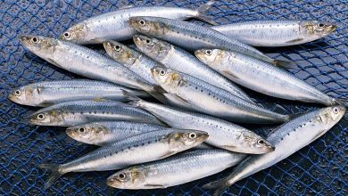 Pourquoi la sardine domine-t-elle les réseaux sociaux ? Entre tendances numériques, nutrition et culture alimentaire