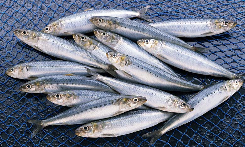 Pourquoi la sardine domine-t-elle les réseaux sociaux ? Entre tendances numériques, nutrition et culture alimentaire