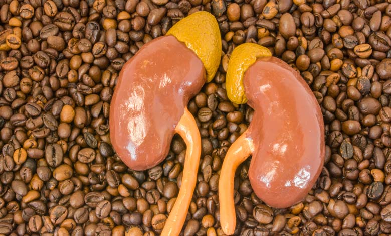 Que fait le café à vos reins lorsqu’il est consommé chaque matin ? Effets physiologiques, bénéfices potentiels et limites d’une habitude quotidienne