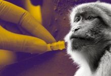 Pakistan : annonce d’un nouveau cas de variole du singe à Karachi et inquiétudes sanitaires croissantes