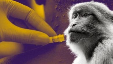 Pakistan : annonce d’un nouveau cas de variole du singe à Karachi et inquiétudes sanitaires croissantes