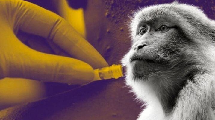 Pakistan : annonce d’un nouveau cas de variole du singe à Karachi et inquiétudes sanitaires croissantes
